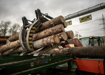 Șocant: 3.560 mc de lemn tăiat ilegal, prejudiciu de 2 milioane lei!