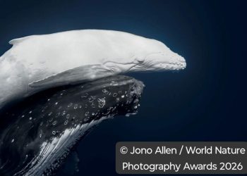 Puiul alb de balenă care a impresionat juriul mondial la WNPA!