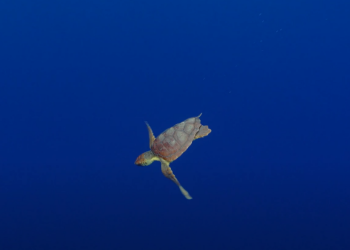 Țestoasa Diana: O aventură epică de 6.000 km până în Caraibe!