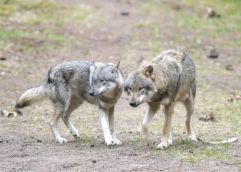 Un parc britanic eutanasierează o haită de lupi după lupte violente!