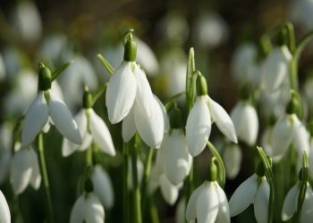 Martie aduce surprize plăcute! Prognoza meteo de primăvară de la ANM