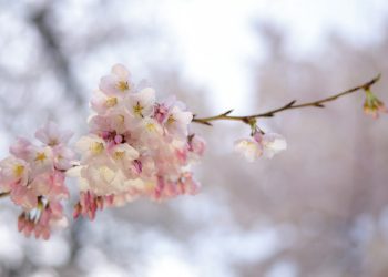 Primăvara sosește în iarna balcanică: România se bucură de căldură!