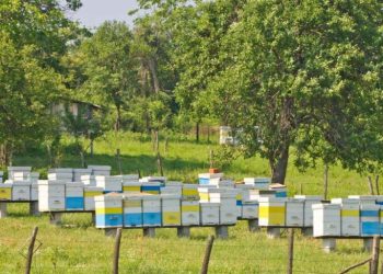 Sprijin financiar pentru apicultori: 12 euro pe familie de albine!