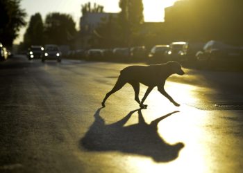 UE introduce reguli inovatoare pentru protecția pisicilor și câinilor!