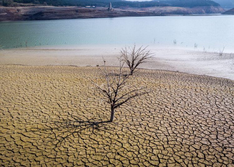 Seceta pune în pericol arborele de smirnă, bijuteria parfumurilor de lux