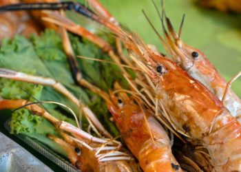 „Deșeuri din pește și fructe de mare: O nouă hrană revoluționară în Europa”