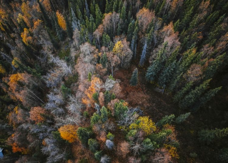 Revoluția verde: Cum un mogul american își digitalizează pădurile cu AI