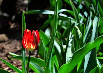 Primăvara revine în România: ANM dezvăluie când ne surprinde vremea!