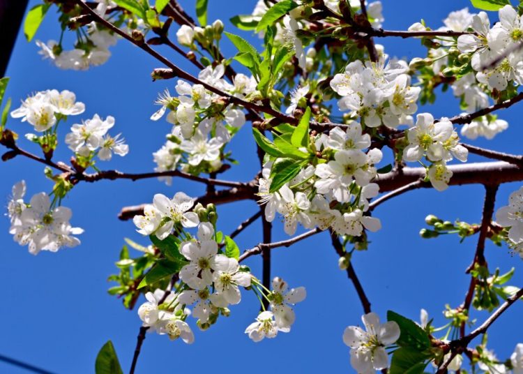 Prognoza ANM: Ce vreme ne așteaptă de 1 Mai? Planifică-ți minivacanța!