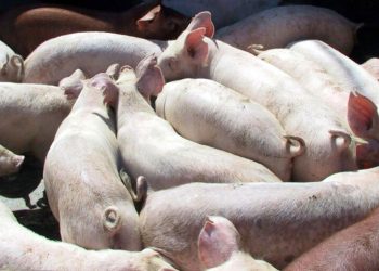 Carnea de porc ucraineană cucerește piețele din Asia în defavoarea UE!