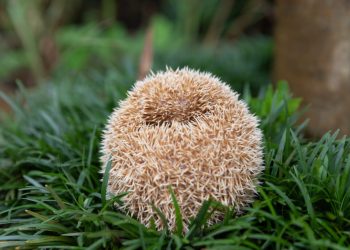 Noaptea, un aliat surprinzător îți salvează grădina de dăunători!