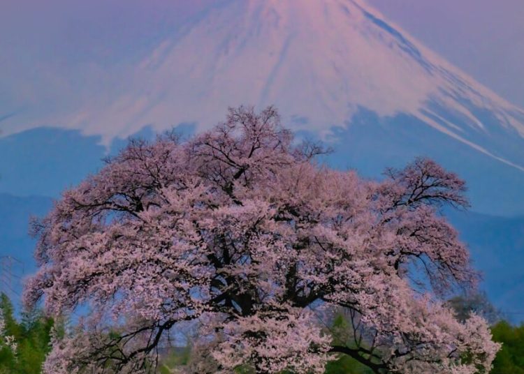 Locuitorii dintr-un oraș japonez protestează împotriva turiștilor!