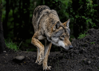 Bărbat arestat în Coreea de Sud pentru o poză AI cu un lup fugar!