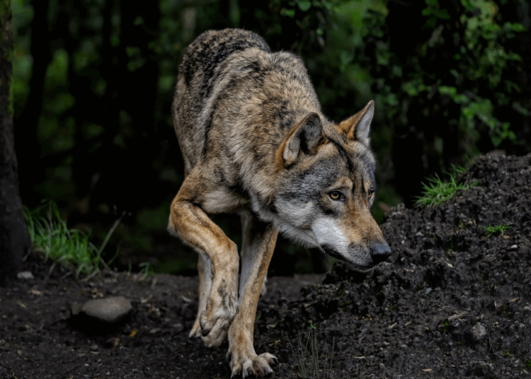 Bărbat arestat în Coreea de Sud pentru o poză AI cu un lup fugar!