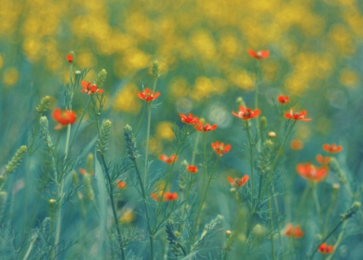 Vreme perfectă de 1 Mai: ANM aduce vești îmbucurătoare pentru români!