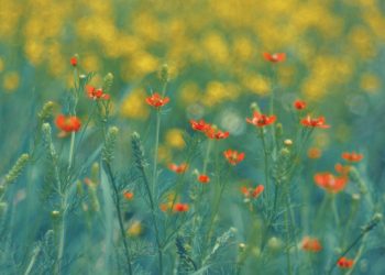 Vreme perfectă de 1 Mai: ANM aduce vești îmbucurătoare pentru români!