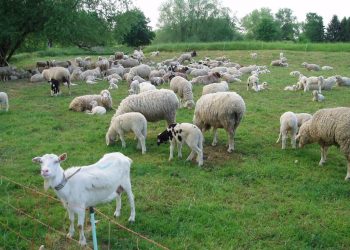 Capturat în Franța: Misterul unui zoofil în serie dezvăluit!