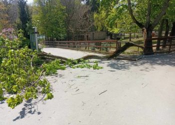 Tragedie la Zoo Chișinău: Copac căzut peste un copil de 6 ani!