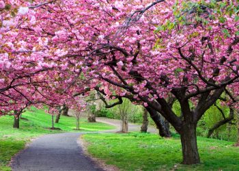 Vremea de Paști și 1 Mai: Ce ne așteaptă în următoarele 4 săptămâni!