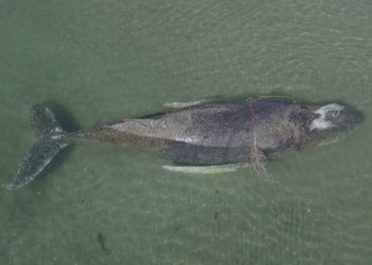 Timmy, balena cu cocoașă: De ce a eșuat salvarea sa de cinci ori?