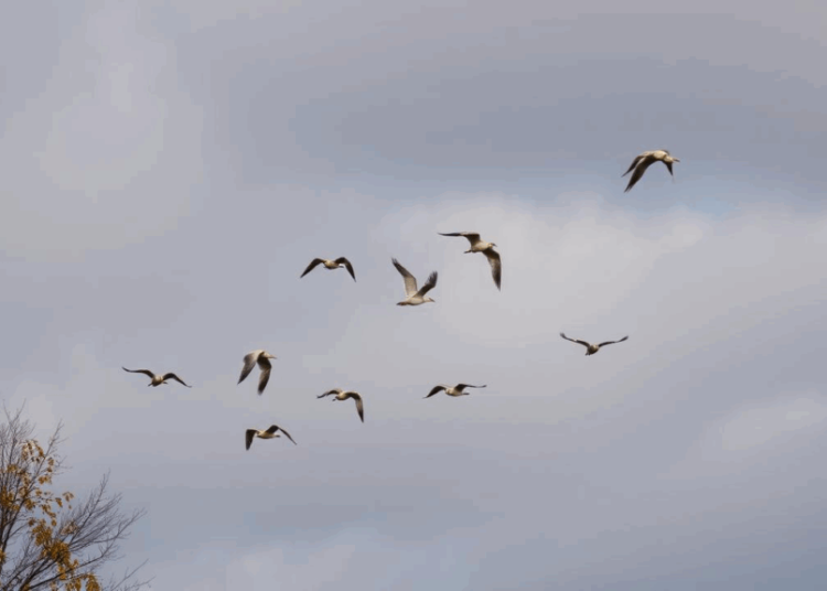 ANM: Vreme rece și ploi – prognoza temperaturilor pe regiuni!