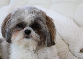 Avertismentul unui veterinar: Trei greșeli care îți pot scurta animalul!